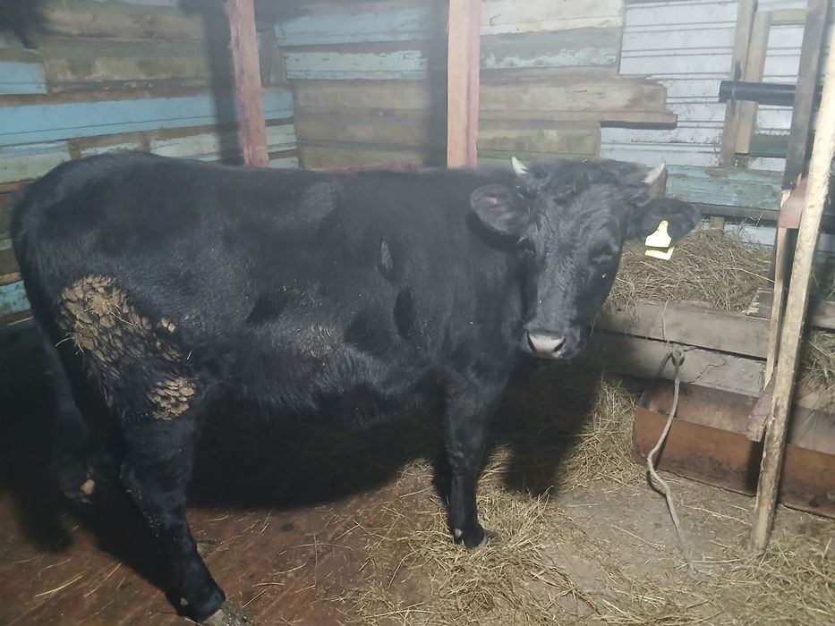 Продам тёлку Ангуст