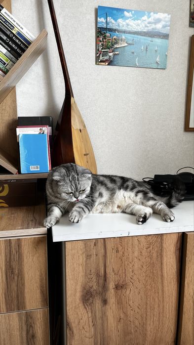 Вислоухая шотландская кошка