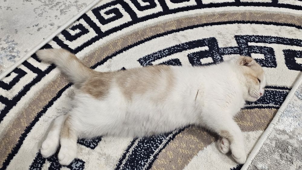 Продаётся котенок шотландский вислоухий  (скоттиш-фолды)