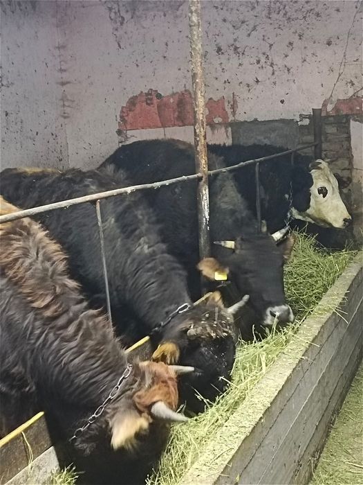 Байланған тайынша құнажындар сатылады