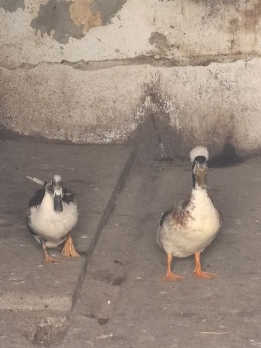 Vând Rață+Rățoi Stupini Brașov