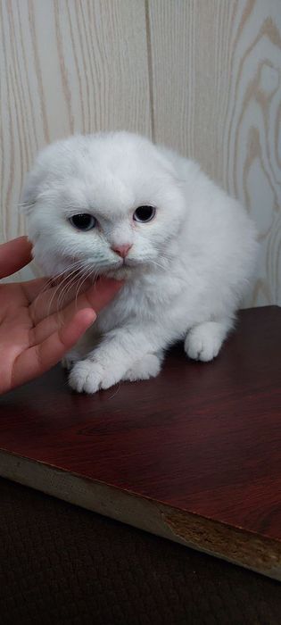 Zotli mushuk sotiladi