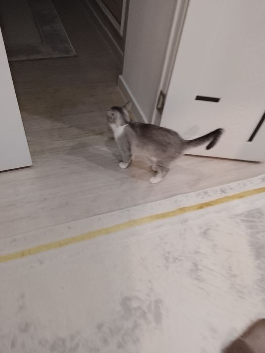 Отдам в хорошие руки