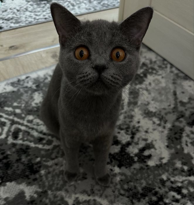 Mushk sotiladi qizbola mushuk aqli toza parodali