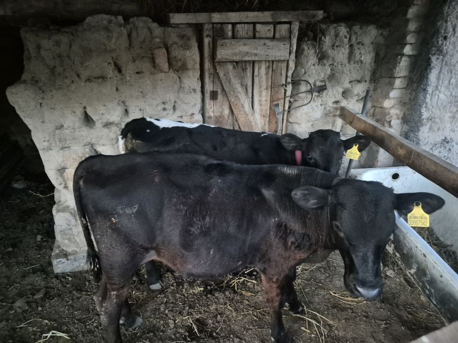 Продам коров с теленками.