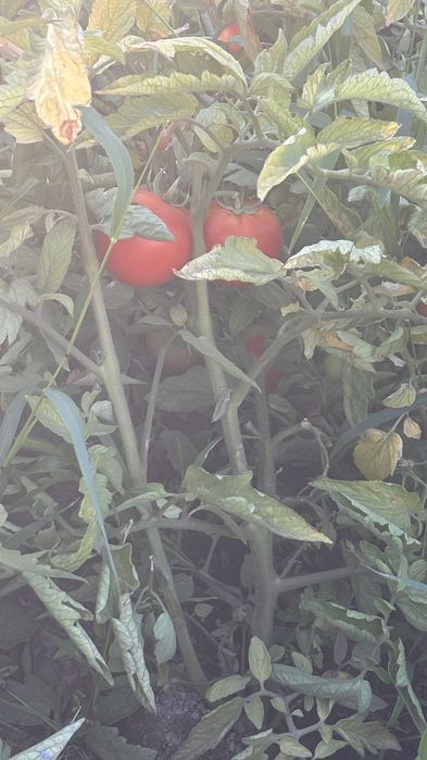 Продам местные ПОМИДОРЫ, вкусные