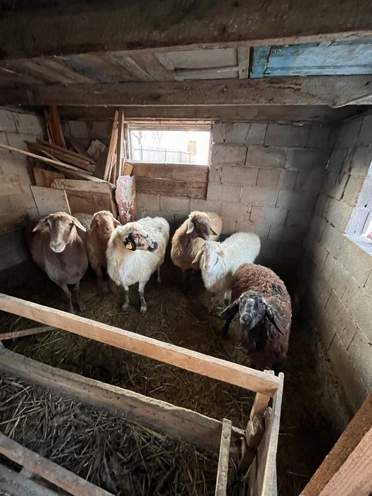 Семіз қойлар сатылады.