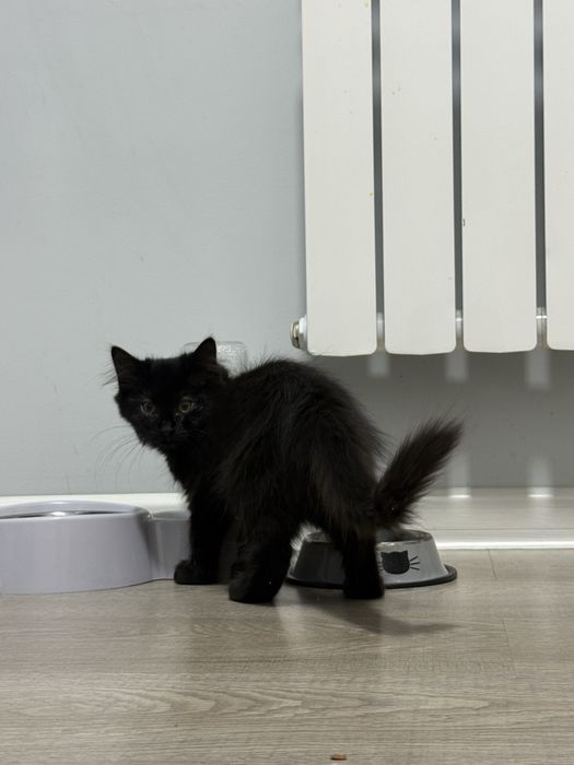 Отдам котенка в добрые руки