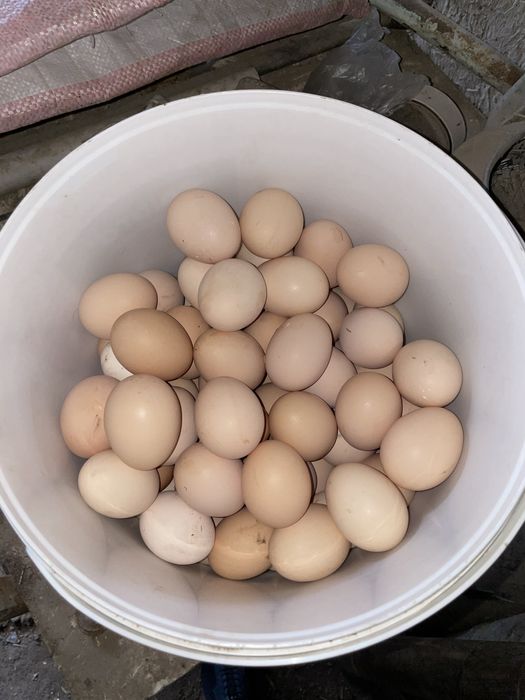 Damashniy Tuhumlar bor