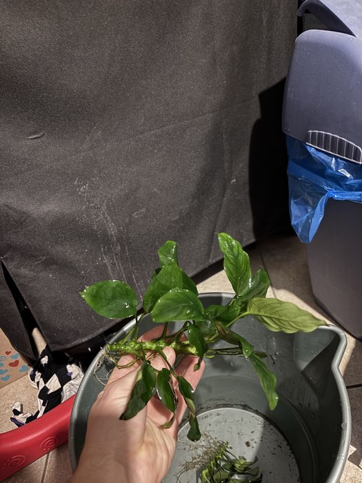 Anubias, plante acvariu