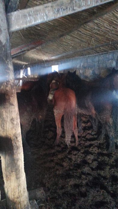 Откорм жылкы  6 бас бар семіз 2 ай