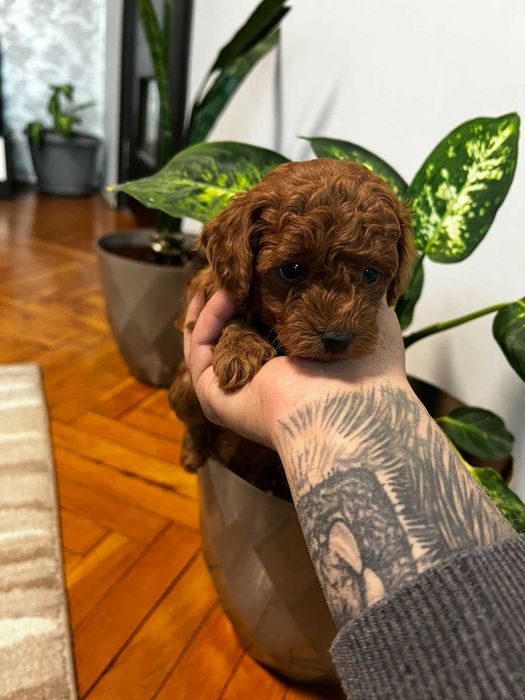 Пудел той Pudlle toy