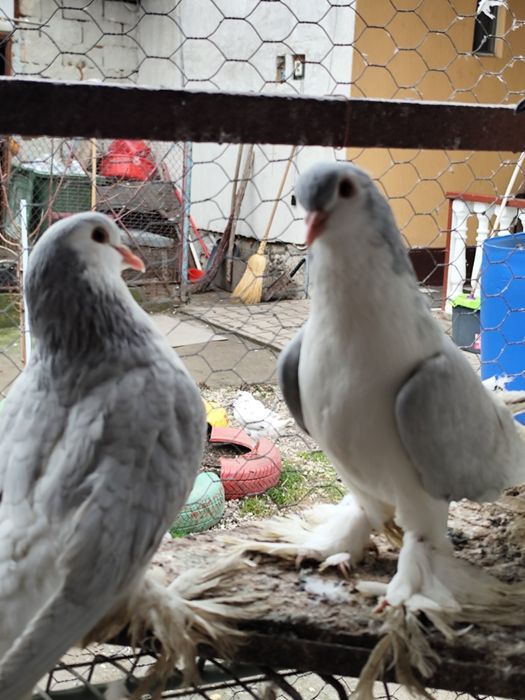 Vând porumbei lahore
