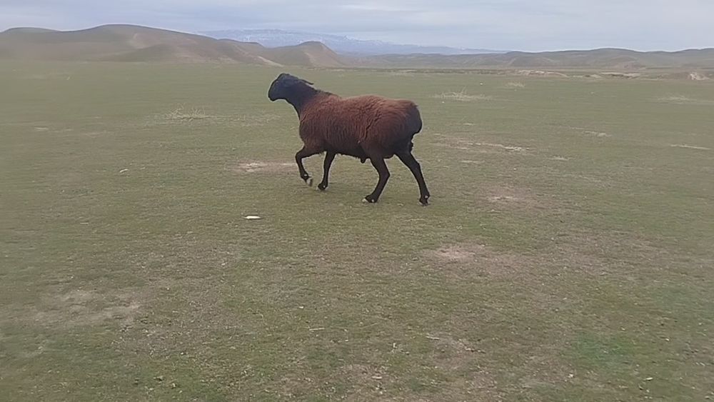 Toza Hisori qo‘ylar bor. Naslga mos. Qiziqqanlar uchun