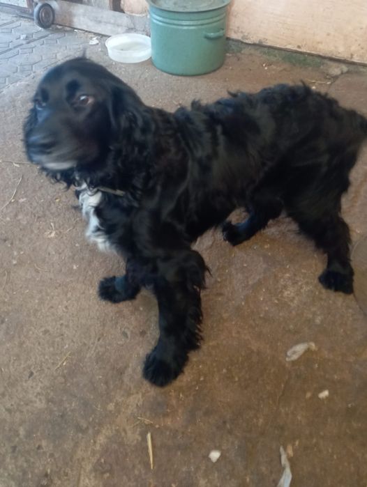 Русский спаниэль щенки