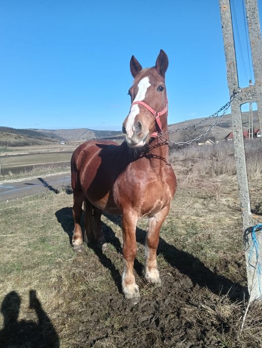 Vând iapă blândă