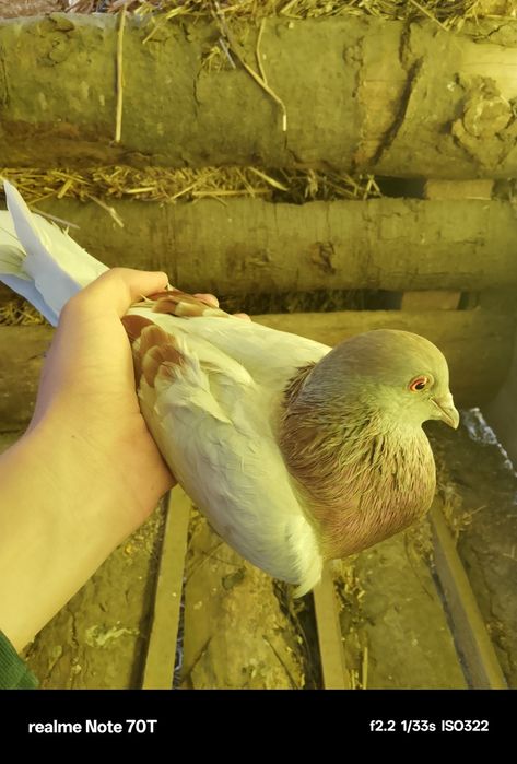 Porumbei pui și adulți