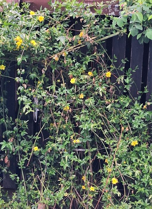 Продавам растение Зимен Жасмин (Jasminum nudiflorum)