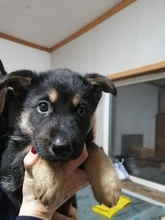 Домашний питомец