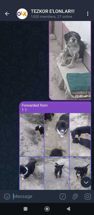 Собаки и щенки отдаются в ответственную семью