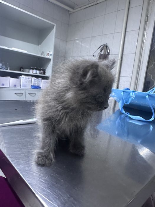 Котенок ищет семью