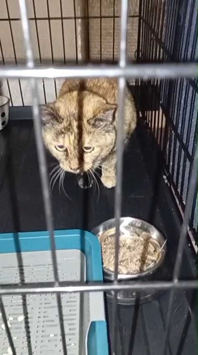 Ищем любящих хозяев для кошки