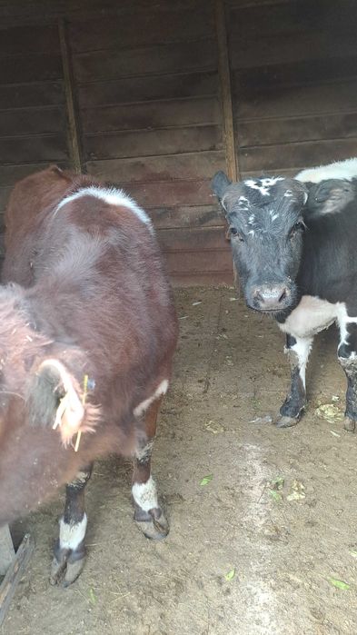 Семіз екі бас қашар сатылады , жемде тұр