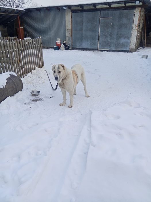 Щенок Алабая (азиат)