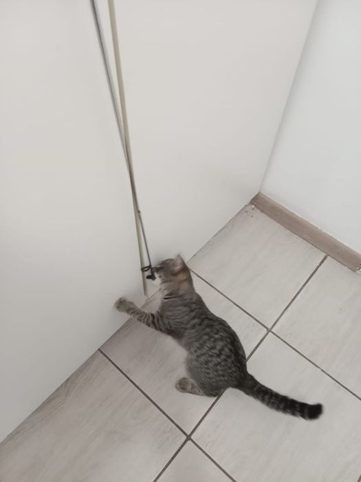 Отдам котенка  девочку в добрые руки