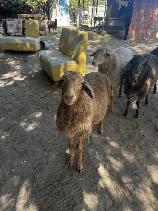 Продам     баранов.