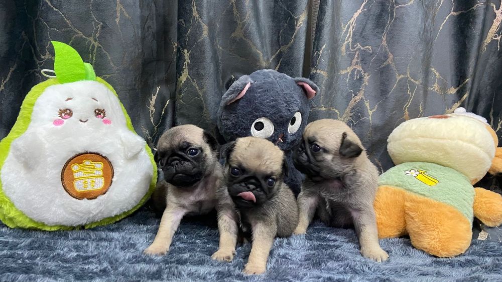 Очаровательные щенки мопса.