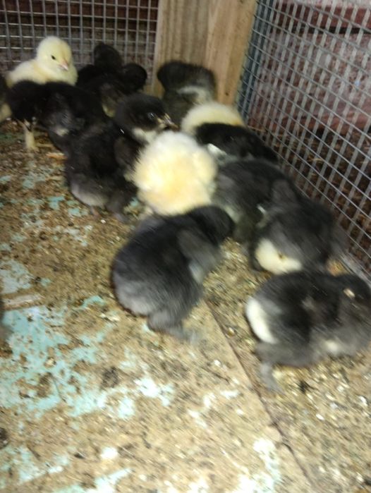 1 месячныеБрам цепленок оригинал