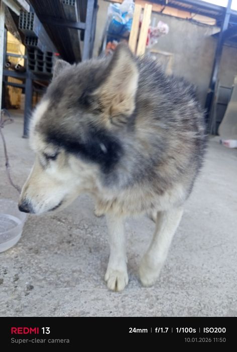 Haskiy kuchik sotiladi 8 oylik