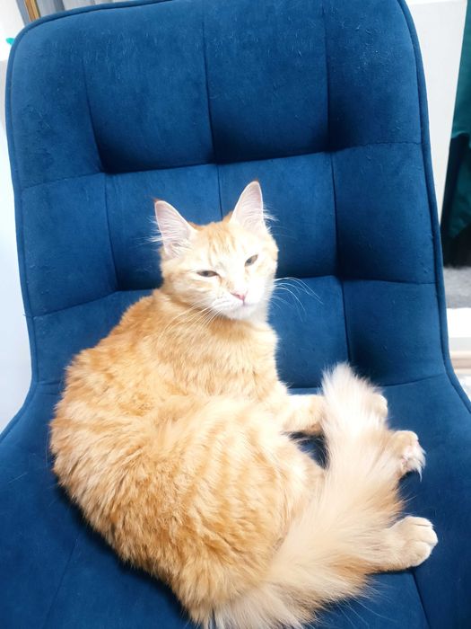 Девочка милашка, стерилизованная