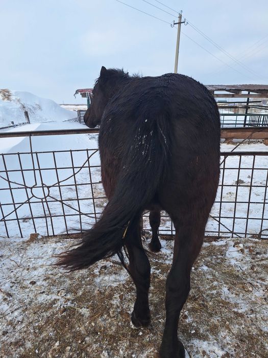 Продам жеребца полутяж.