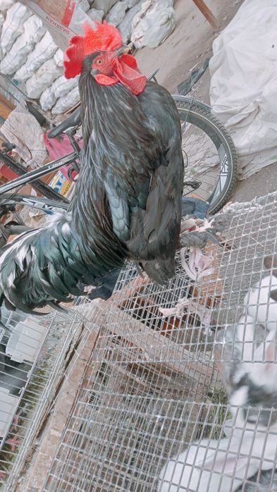 Xoʻroz tovuqlar sotiladi