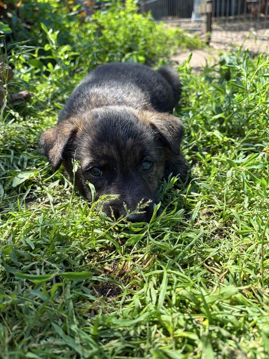 Dau căței spre adopție în județul Iași