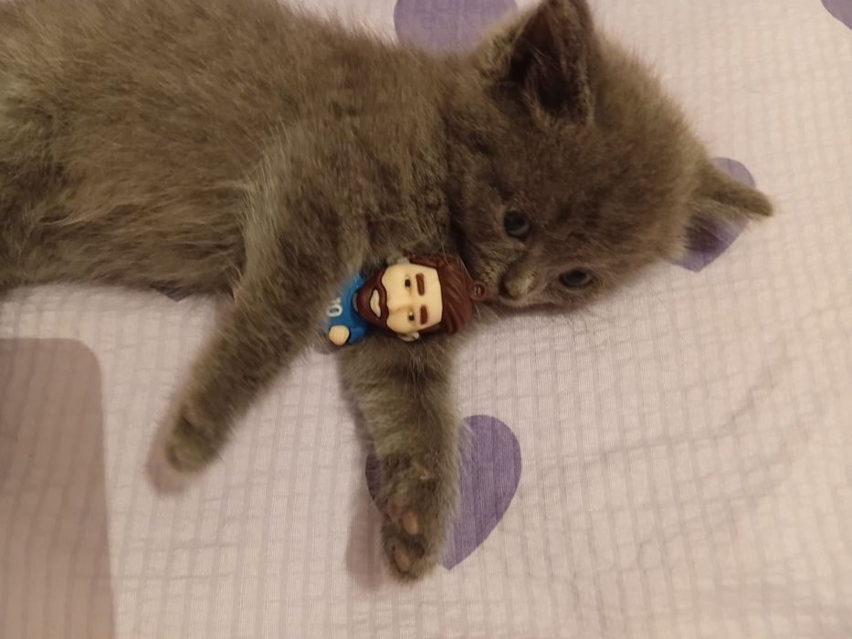 Британской котята