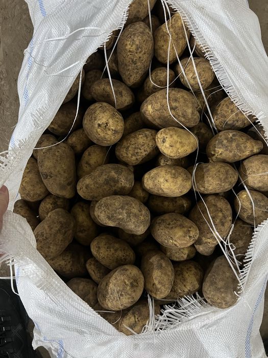 Картофель сорт гала оптом