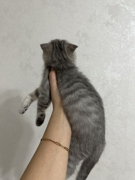 Котенок вислоухий