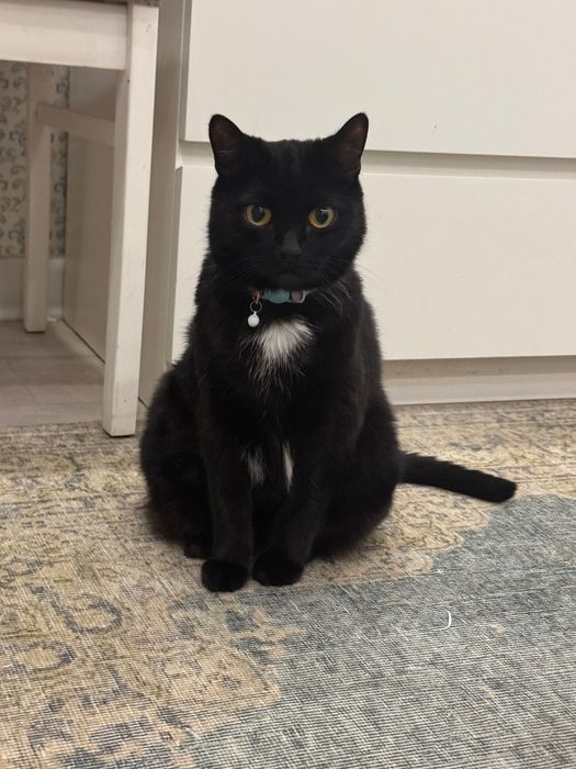 Отдам кошку в добрые руки