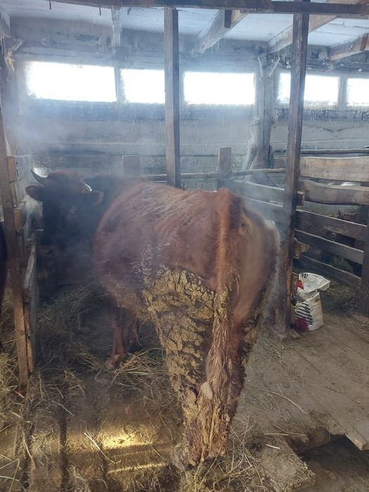 Продам КРС бык тёлка