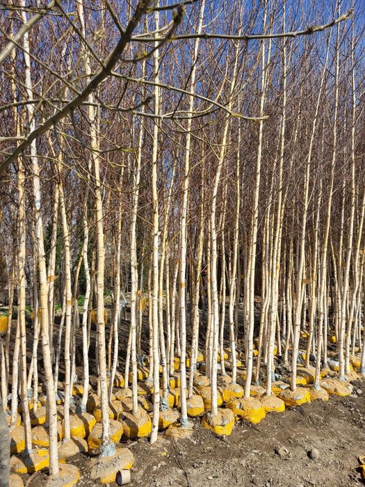 Берёза (la betula)