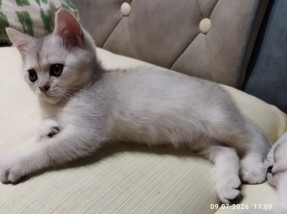 Продаются шотландские чистокровные котята серебряная шиншилла