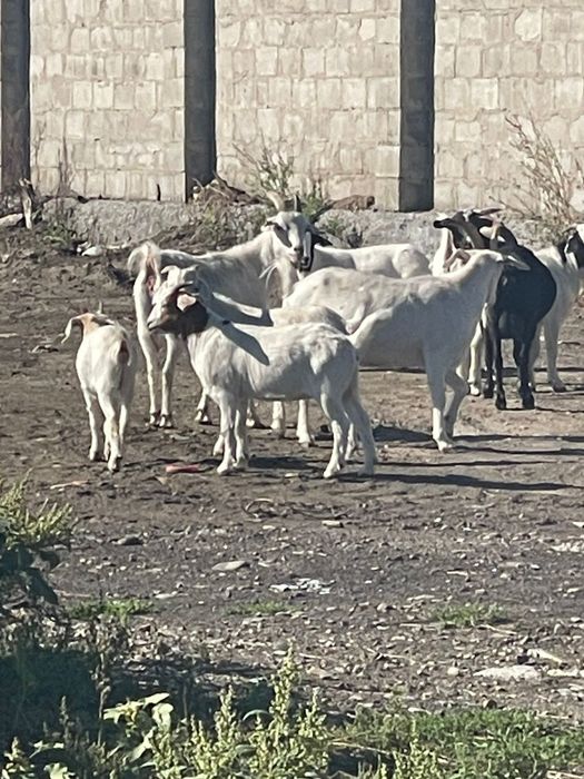 Продам 10 коз  по отдельности не продаю
