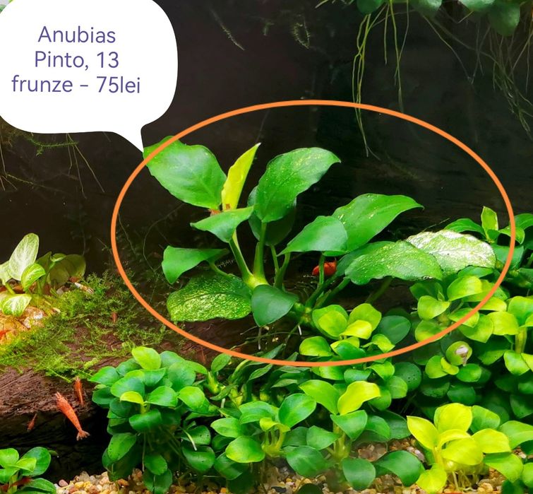 Vand plante naturale pentru acvariu