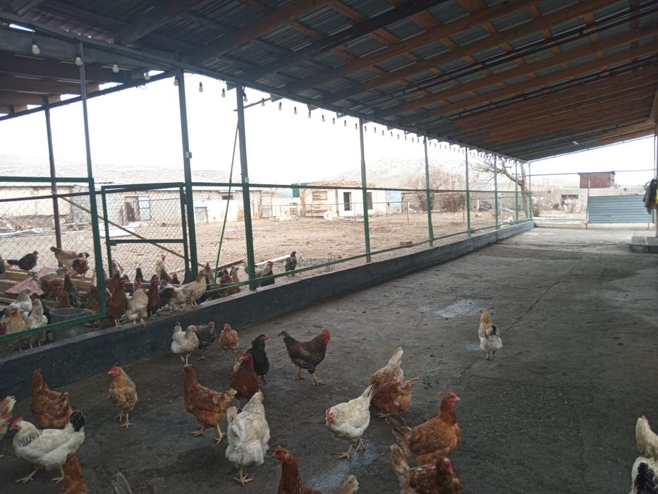 Жер Уй сатылады .