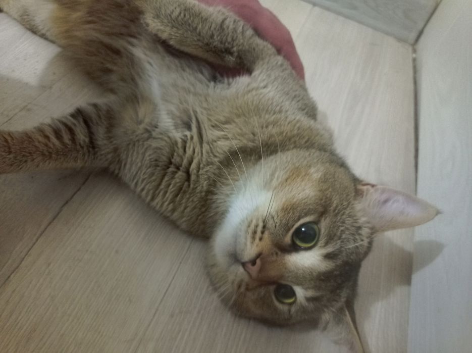 Zolotay shinshila sotiladi parodali emlangan mushuk