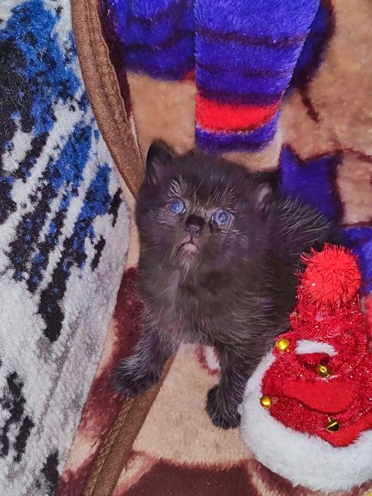 Мушук боллари Scottish Fold