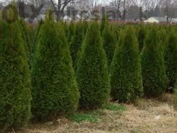 Туя Смарагд в саксия-30-35см (акция)